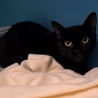 STELLA, chatte à adopter