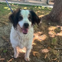 Judy, chienne à adopter