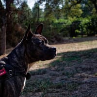 Xena, chienne à adopter