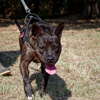 Xena, chienne à adopter