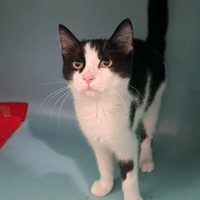 ALASKA, chat à adopter