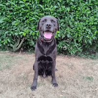 Guizmo, chien à adopter