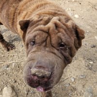 Nikita, chienne à adopter