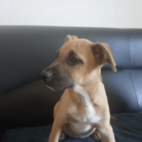 CORAIL QCN, chienne à adopter