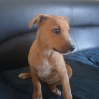 ETOILE QCN, chienne à adopter