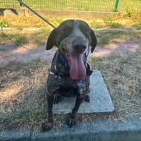 POLY, chienne à adopter
