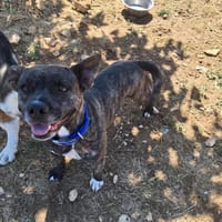 NALA, chienne à adopter