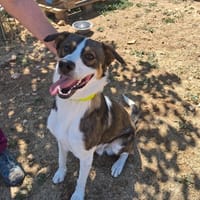 Simba, chien à adopter
