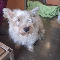 N'ZO, chien à adopter