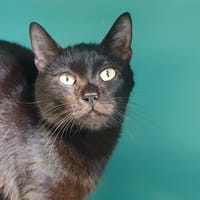 AYE AYE CHA, chatte à adopter
