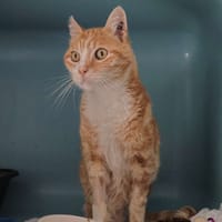 Khéops Réservé, chatte à adopter