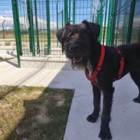 ABBY VAA, chienne à adopter