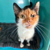 Lulubel, chatte à adopter
