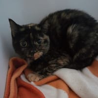 ERAS, chatte à adopter
