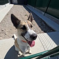 ATHENA, chienne à adopter