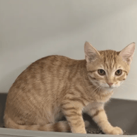 ORACIO, chat à adopter