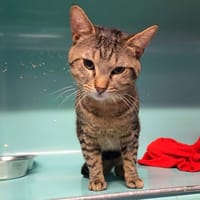 SPARTACUS, chat à adopter