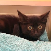 PANTOUFLE, chatte à adopter