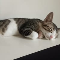 Blue [Chaton], chat à adopter