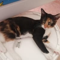 Aneth [Chaton], chatte à adopter