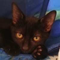 Sauge [Chaton], chatte à adopter