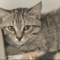 PHILIS, chatte à adopter