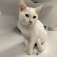 GALIBERT, chat à adopter