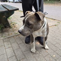 BOOBA, chien à adopter