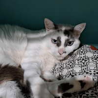 Calisson, chat à adopter