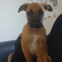 ALGUE QCN, chien à adopter