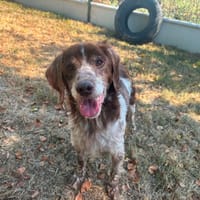 Isis, chienne à adopter