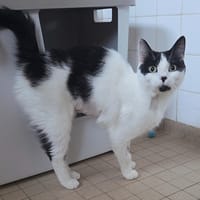 PISTACHE, chatte à adopter