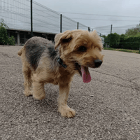 Ness, chien à adopter
