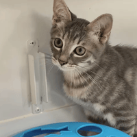 GABIN, chat à adopter