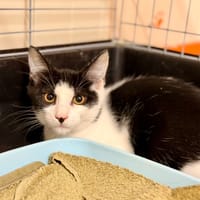 Burata [Chaton] [FIV+], chat à adopter