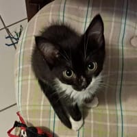 feline, chatte à adopter