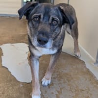 LOULOU, chien à adopter