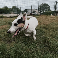 VOLT, chien à adopter