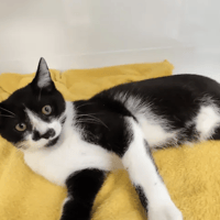 GALOPIN, chat à adopter