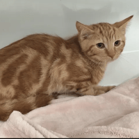 CASTAGNET, chat à adopter