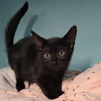 EBENE, chat à adopter