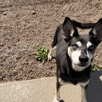 MEO, chien à adopter