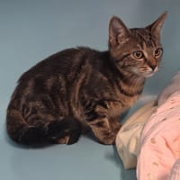 CHOUNETTE réservée, chatte à adopter
