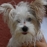 Jack (en cours d'adoption), chien à adopter