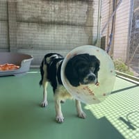 Jihnny, chienne à adopter