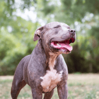 DAYRON OAA20087, chien à adopter