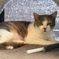 DELILAH (CHAT SAUVAGE), chatte à adopter