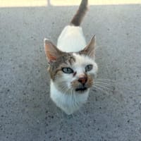 Arturo, chat à adopter