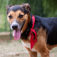 NEWTON OAA19965, chien à adopter