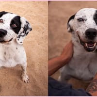 pilou, chien à adopter
